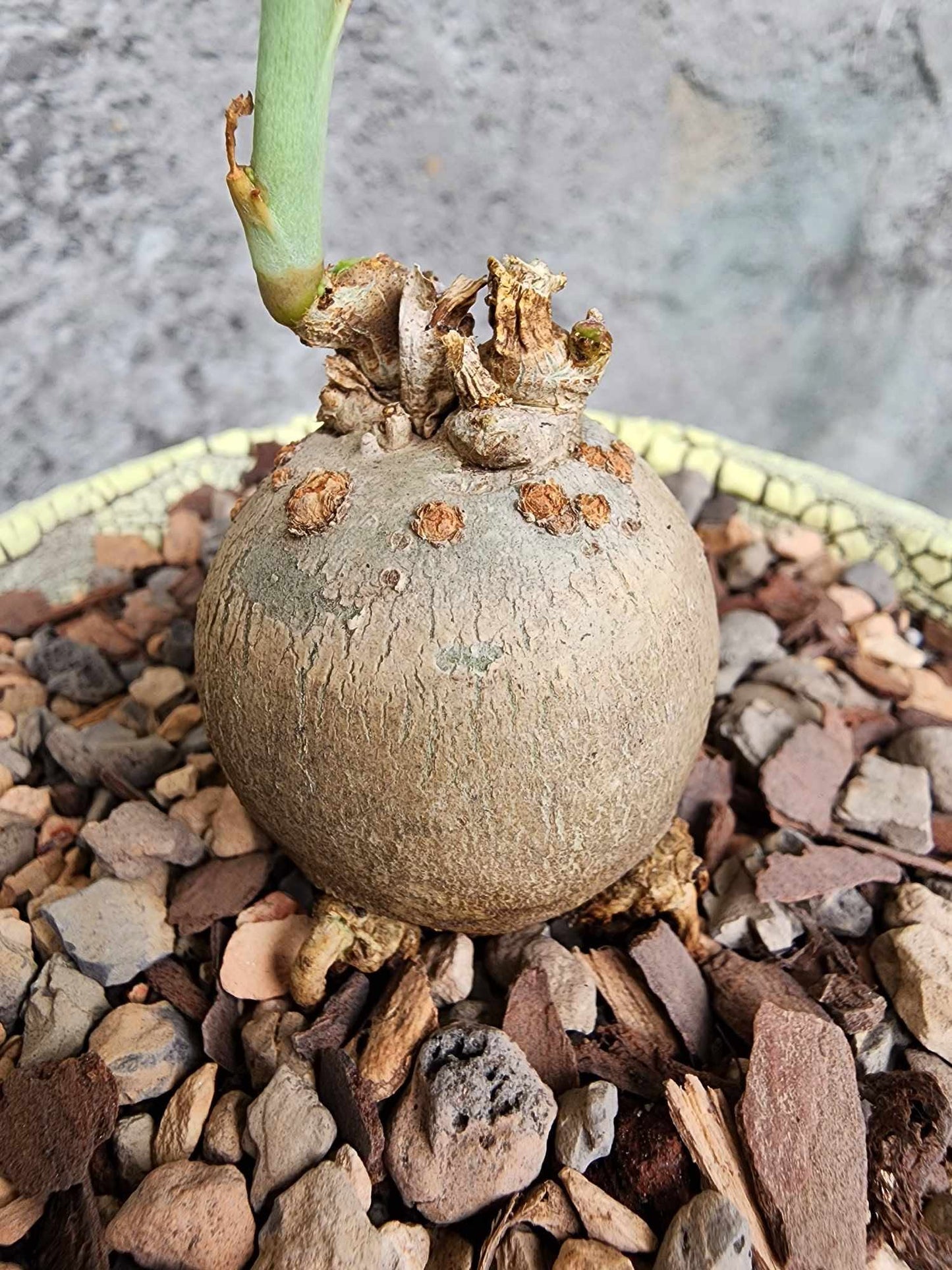 Jatropha berlandieri - Buddha Belly