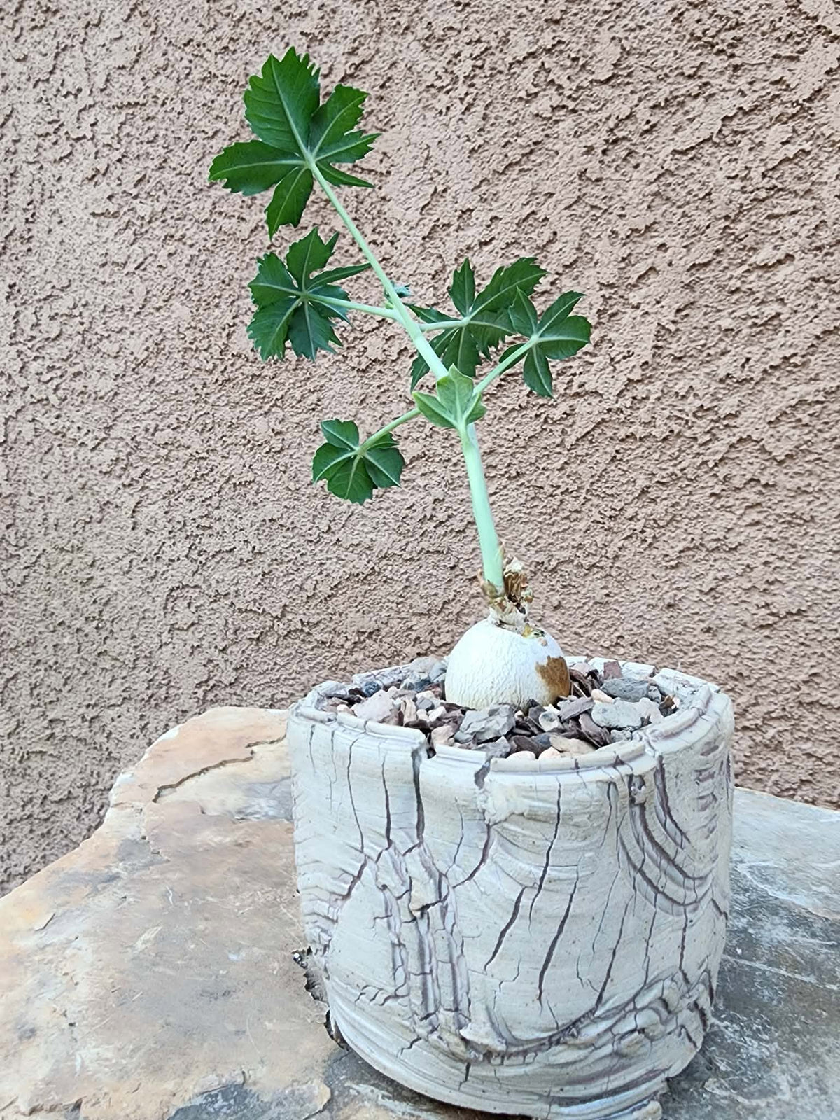 Jatropha berlandieri - Buddha Belly