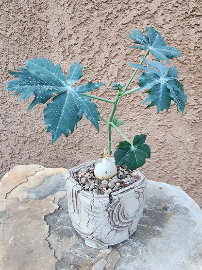 Jatropha berlandieri - Buddha Belly