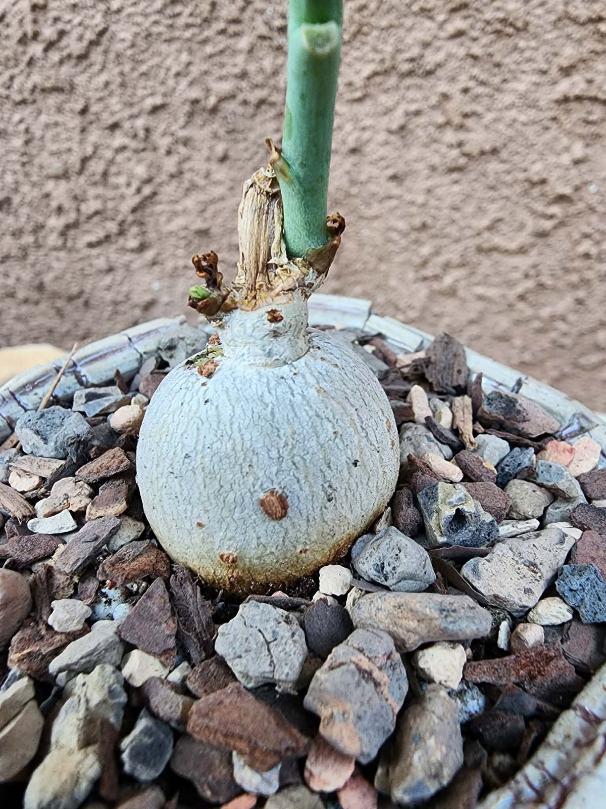 Jatropha berlandieri - Buddha Belly