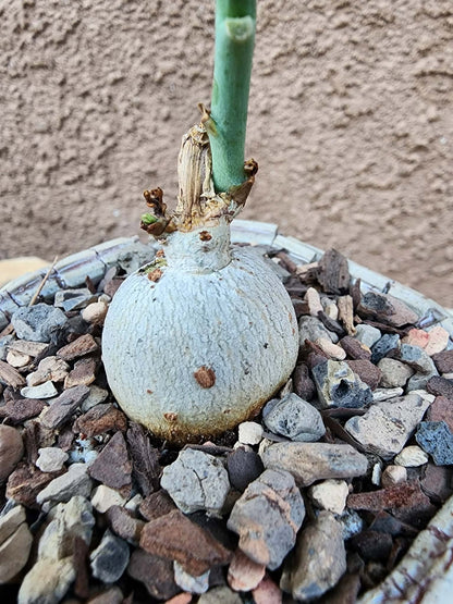 Jatropha berlandieri - Buddha Belly