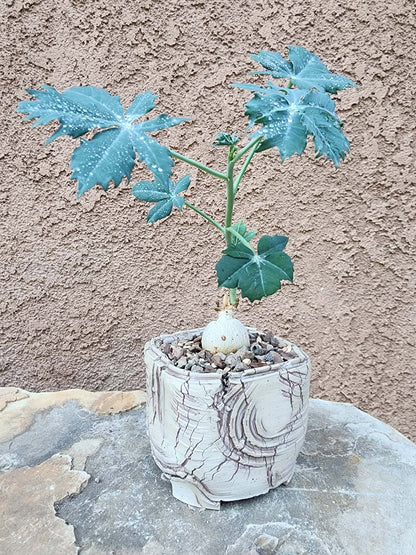 Jatropha berlandieri - Buddha Belly
