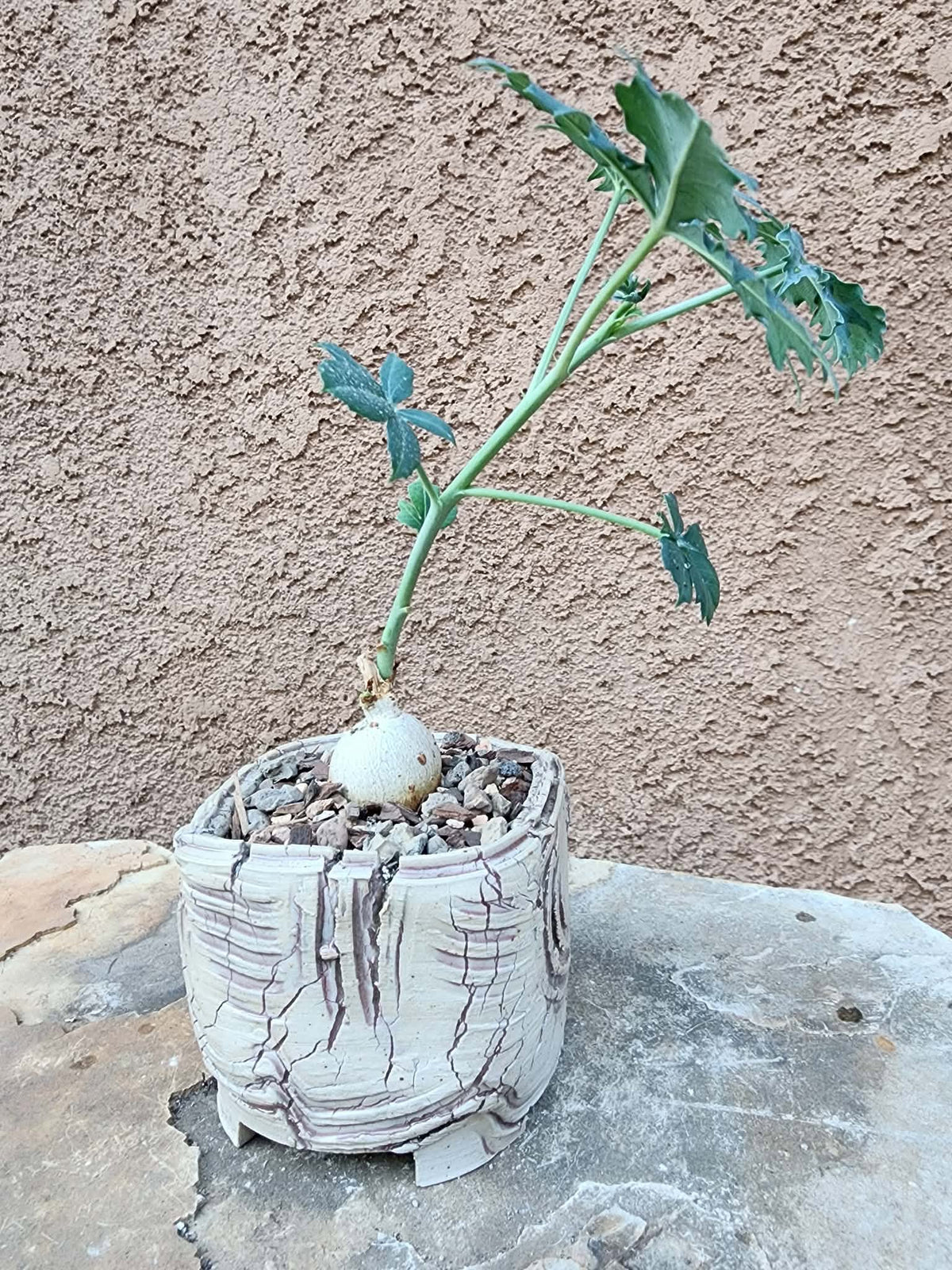 Jatropha berlandieri - Buddha Belly
