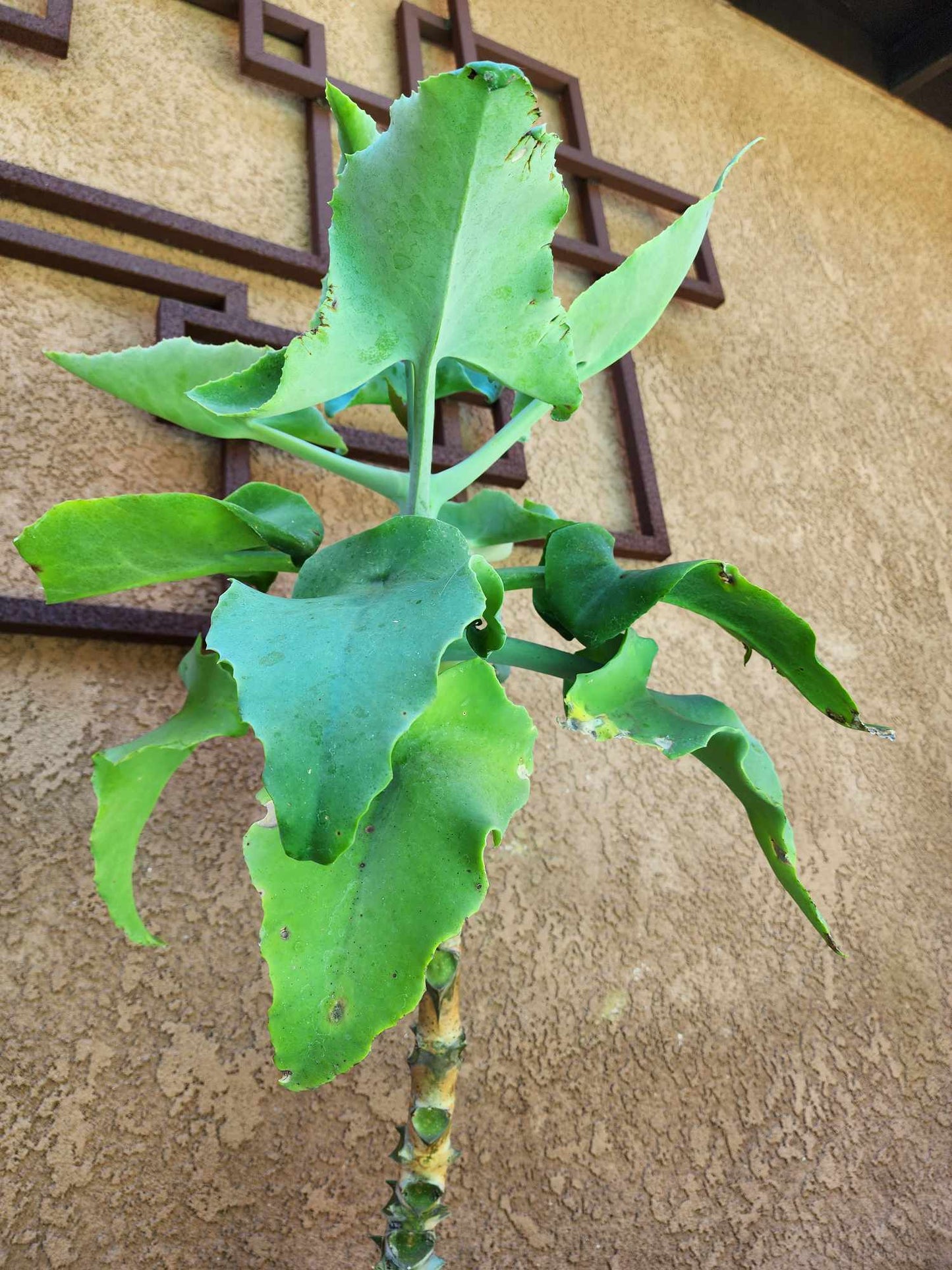 Kalanchoe beharensis var. subnuda - Elephant's Ear; Naked Feltleaf - 3 Feet Tall!