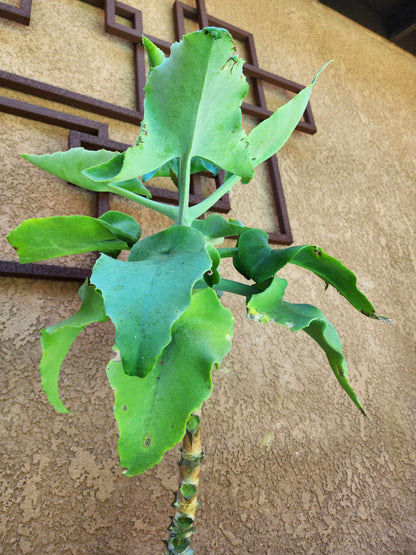 Kalanchoe beharensis var. subnuda - Elephant's Ear; Naked Feltleaf - 3 Feet Tall!