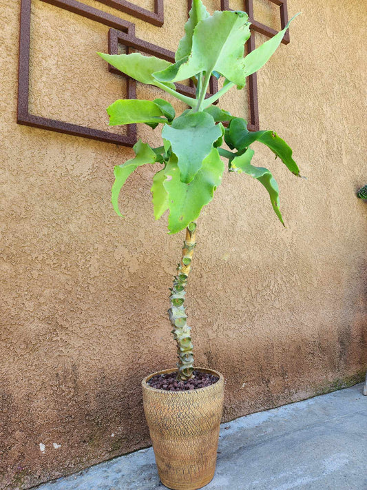 Kalanchoe beharensis var. subnuda - Elephant's Ear; Naked Feltleaf - 3 Feet Tall!