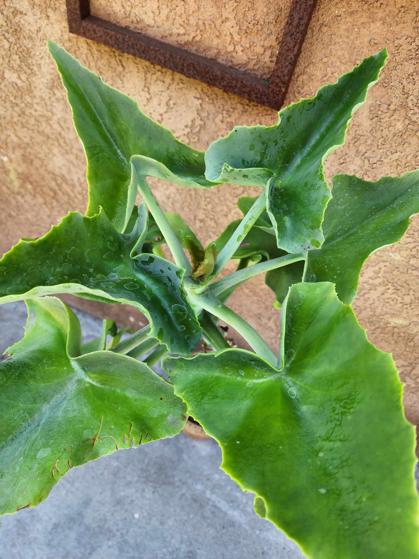 Kalanchoe beharensis var. subnuda - Elephant's Ear; Naked Feltleaf - 3 Feet Tall!