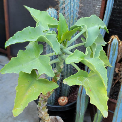 Kalanchoe beharensis var. subnuda - Elephant's Ear; Naked Feltleaf - 3 Feet Tall!