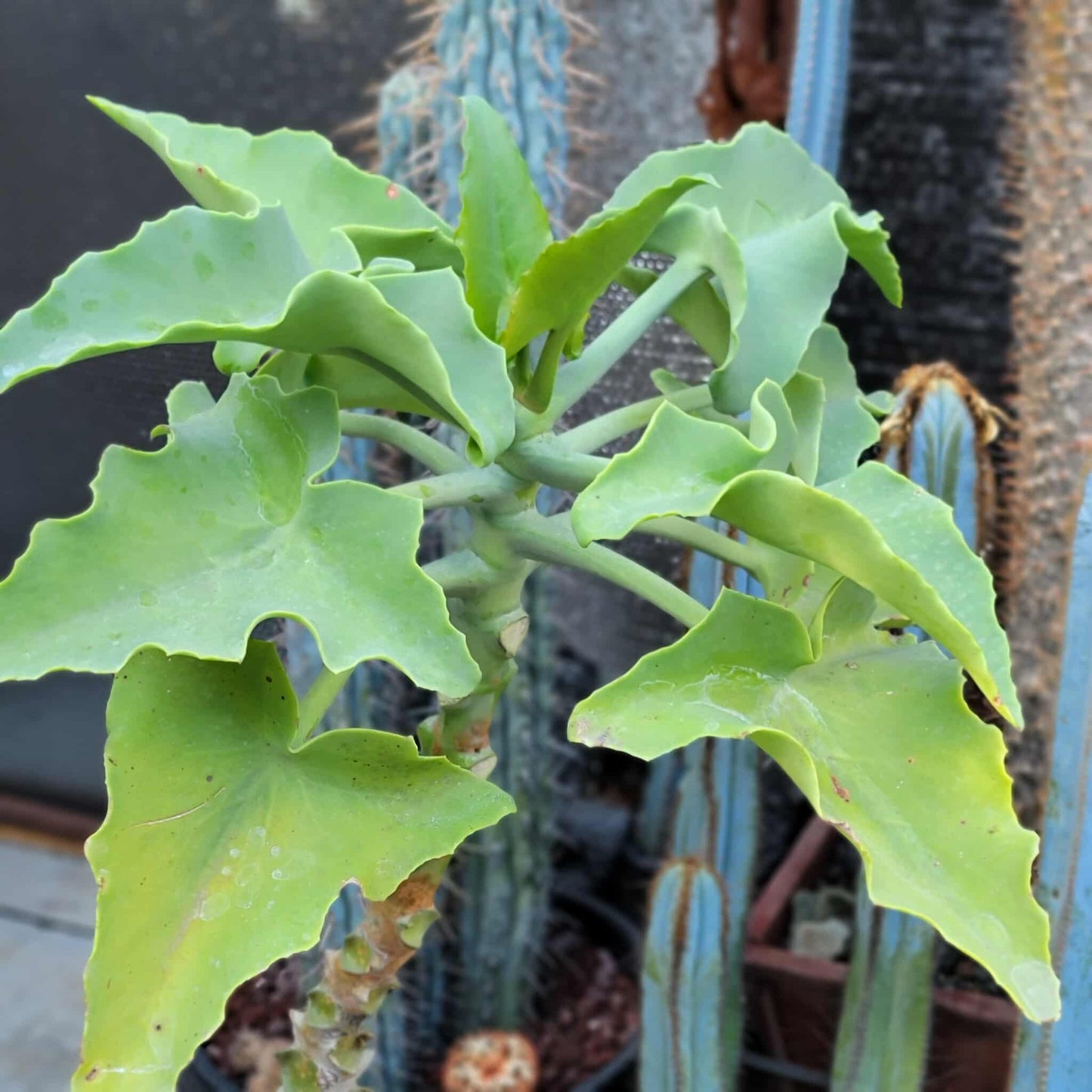Kalanchoe beharensis var. subnuda - Elephant's Ear; Naked Feltleaf - 3 Feet Tall!