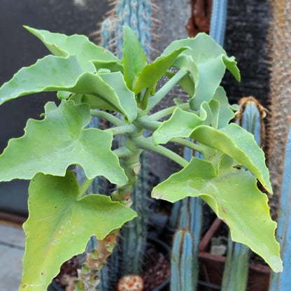 Kalanchoe beharensis var. subnuda - Elephant's Ear; Naked Feltleaf - 3 Feet Tall!
