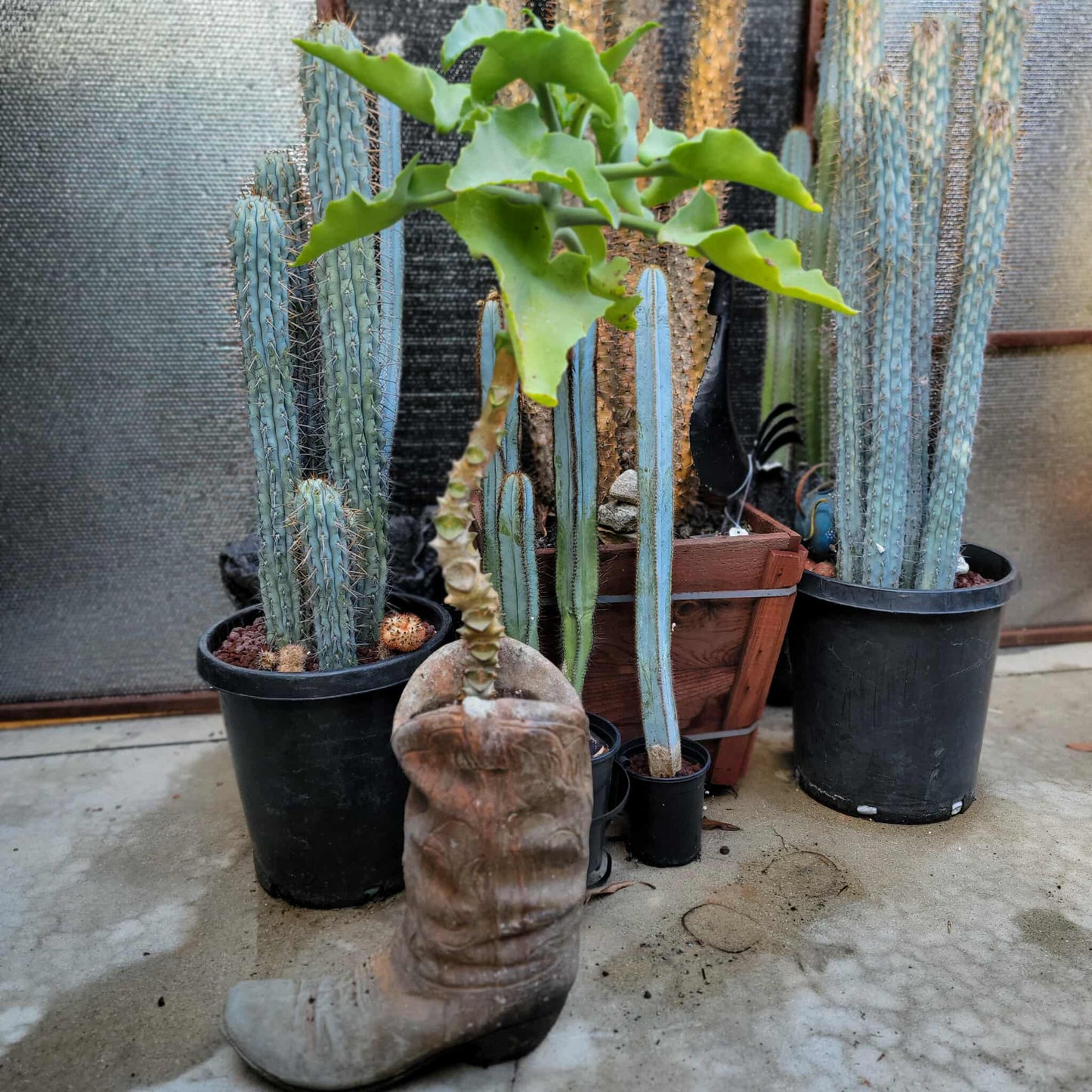 Kalanchoe beharensis var. subnuda - Elephant's Ear; Naked Feltleaf - 3 Feet Tall!