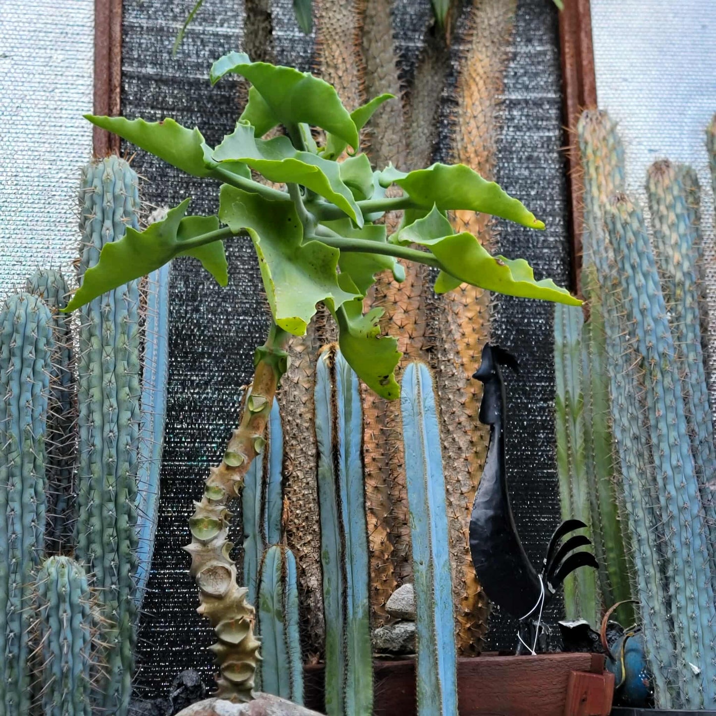 Kalanchoe beharensis var. subnuda - Elephant's Ear; Naked Feltleaf - 3 Feet Tall!
