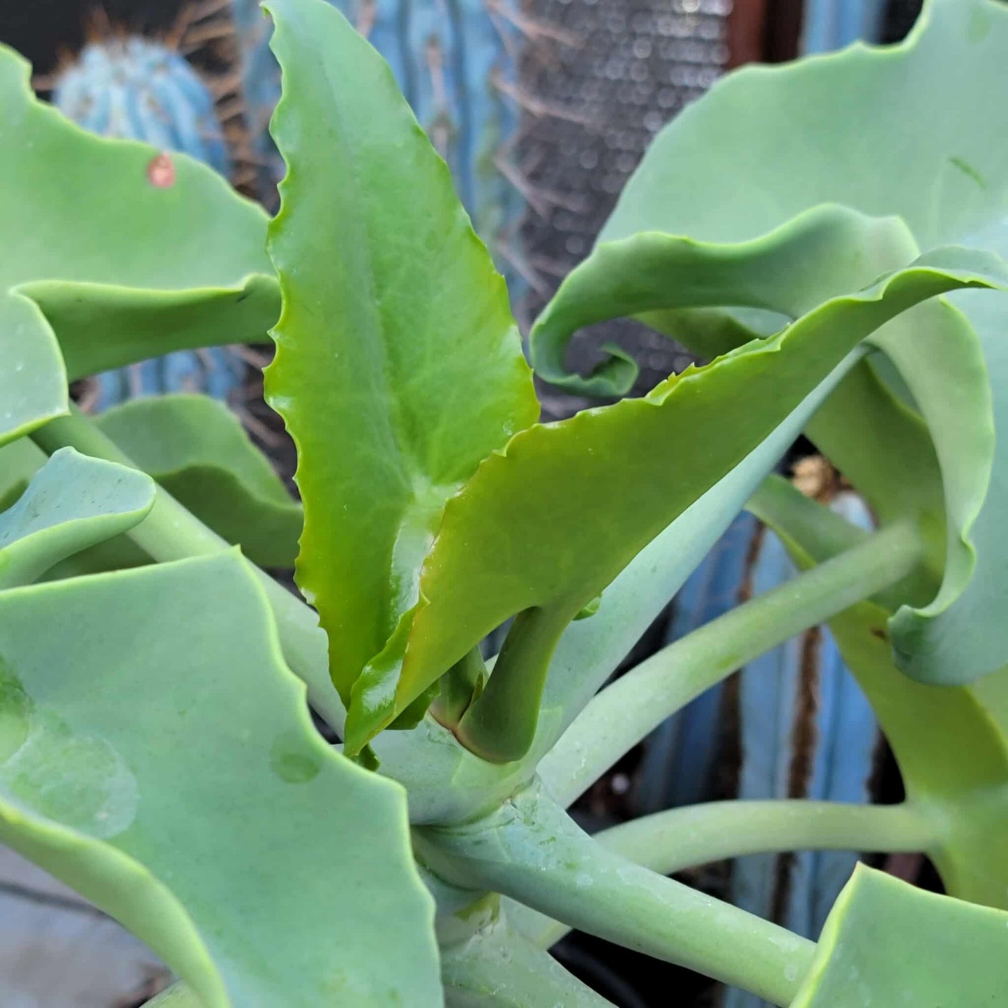 Kalanchoe beharensis var. subnuda - Elephant's Ear; Naked Feltleaf - 3 Feet Tall!