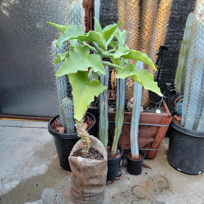 Kalanchoe beharensis var. subnuda - Elephant's Ear; Naked Feltleaf - 3 Feet Tall!