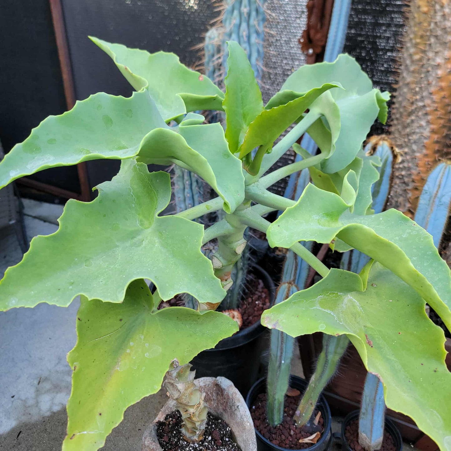 Kalanchoe beharensis var. subnuda - Elephant's Ear; Naked Feltleaf - 3 Feet Tall!