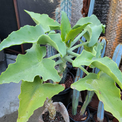 Kalanchoe beharensis var. subnuda - Elephant's Ear; Naked Feltleaf - 3 Feet Tall!