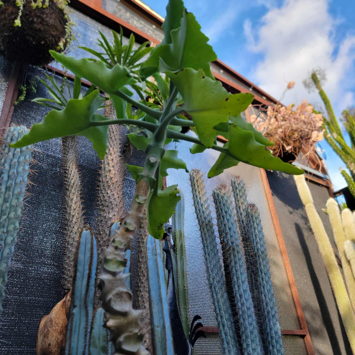 Kalanchoe beharensis var. subnuda - Elephant's Ear; Naked Feltleaf - 3 Feet Tall!