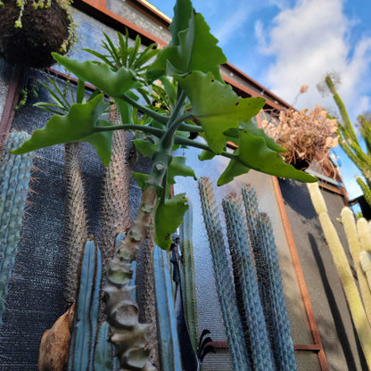 Kalanchoe beharensis var. subnuda - Elephant's Ear; Naked Feltleaf - 3 Feet Tall!