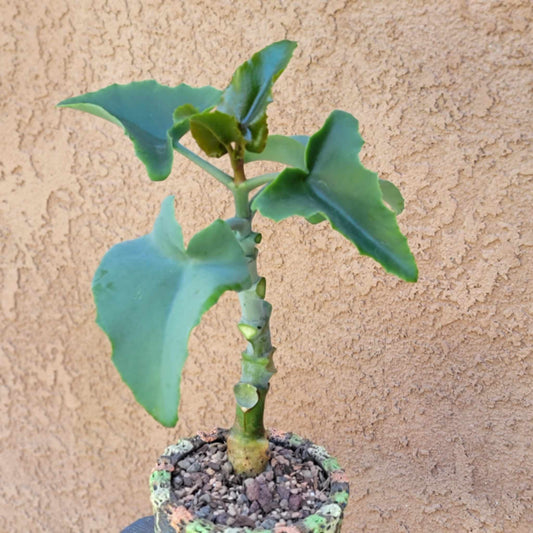 Kalanchoe beharensis var. subnuda - Elephant's Ear; Naked Feltleaf