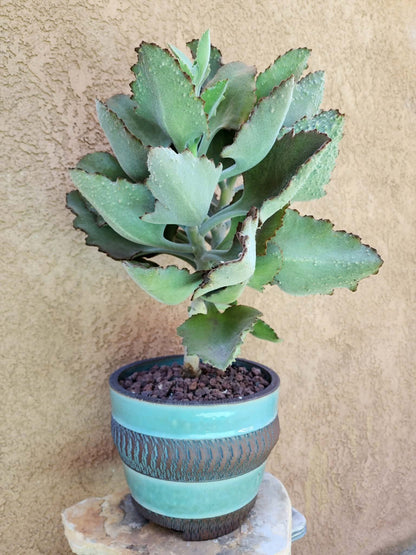 Kalanchoe beharensis ‘Fang’