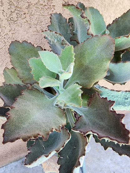 Kalanchoe beharensis ‘Fang’
