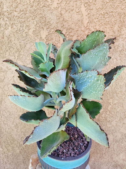 Kalanchoe beharensis ‘Fang’