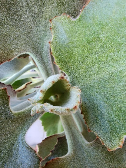 Kalanchoe beharensis ‘Fang’