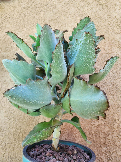 Kalanchoe beharensis ‘Fang’