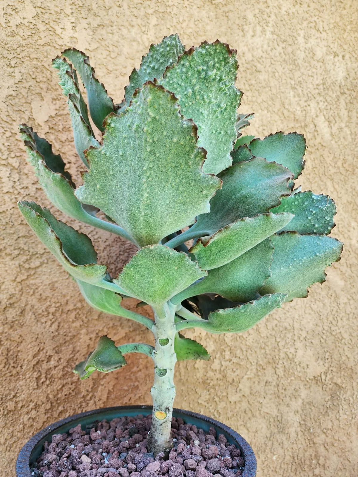 Kalanchoe beharensis ‘Fang’