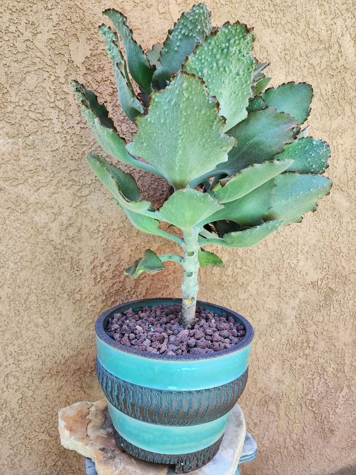 Kalanchoe beharensis ‘Fang’