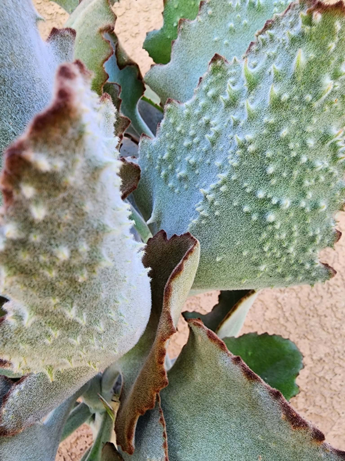 Kalanchoe beharensis ‘Fang’
