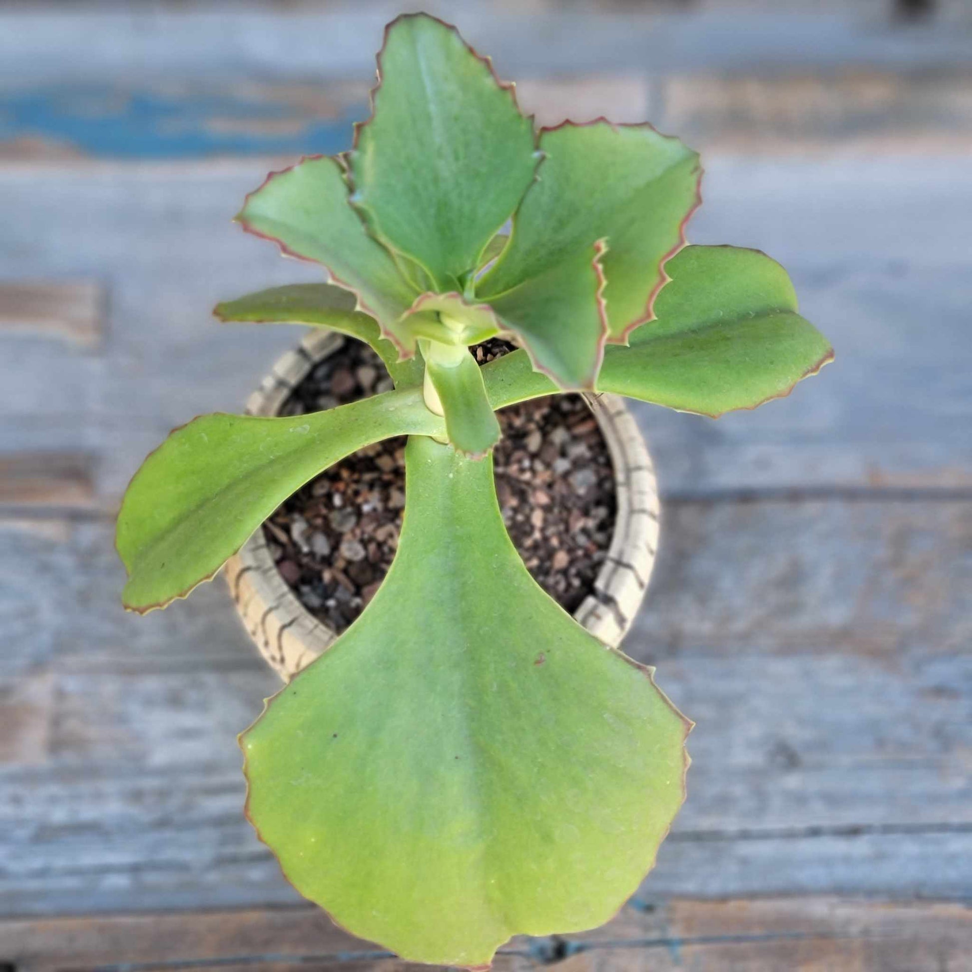 walking succulent Kalanchoe synsepala - Walking Kalanchoe