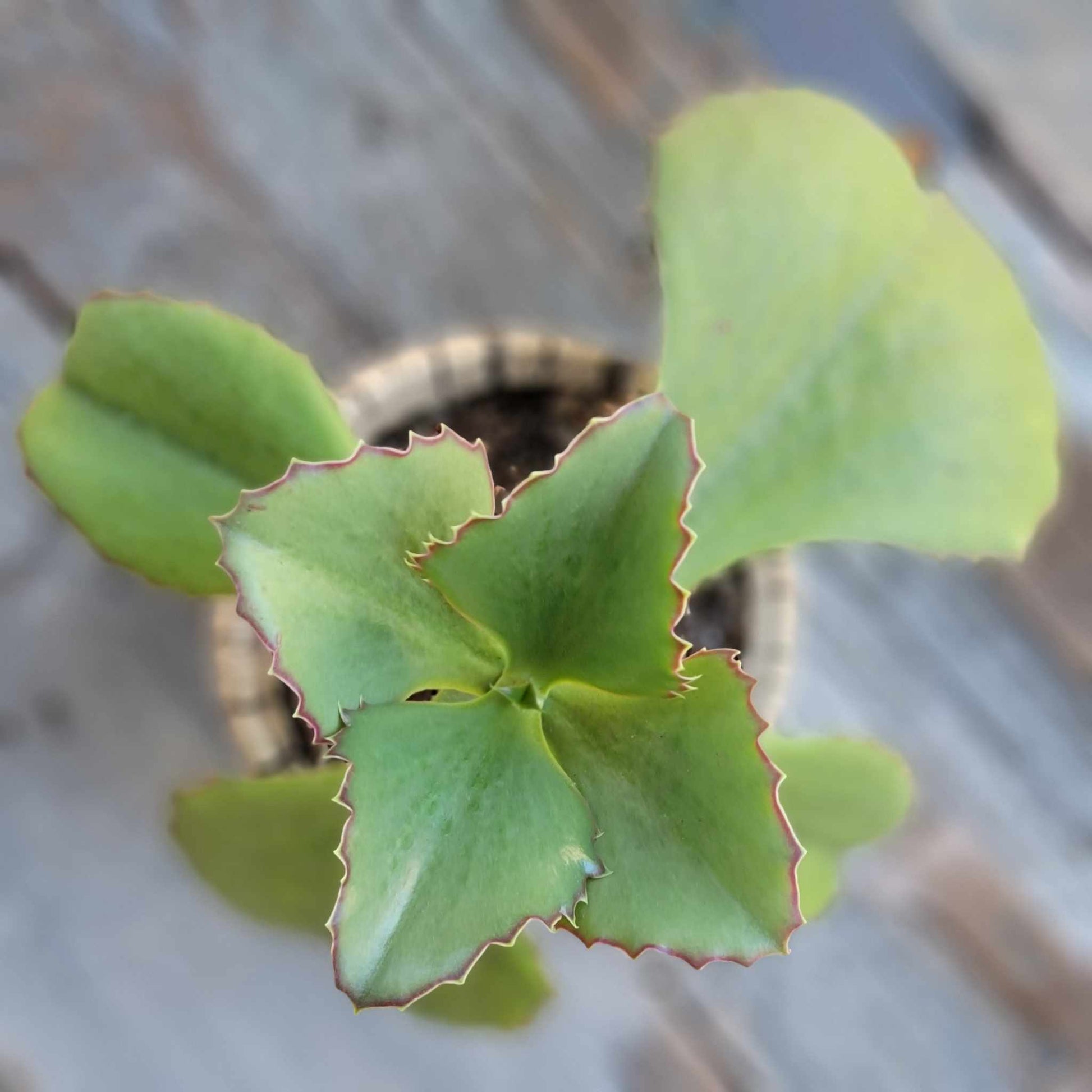 walking succulent Kalanchoe synsepala - Walking Kalanchoe