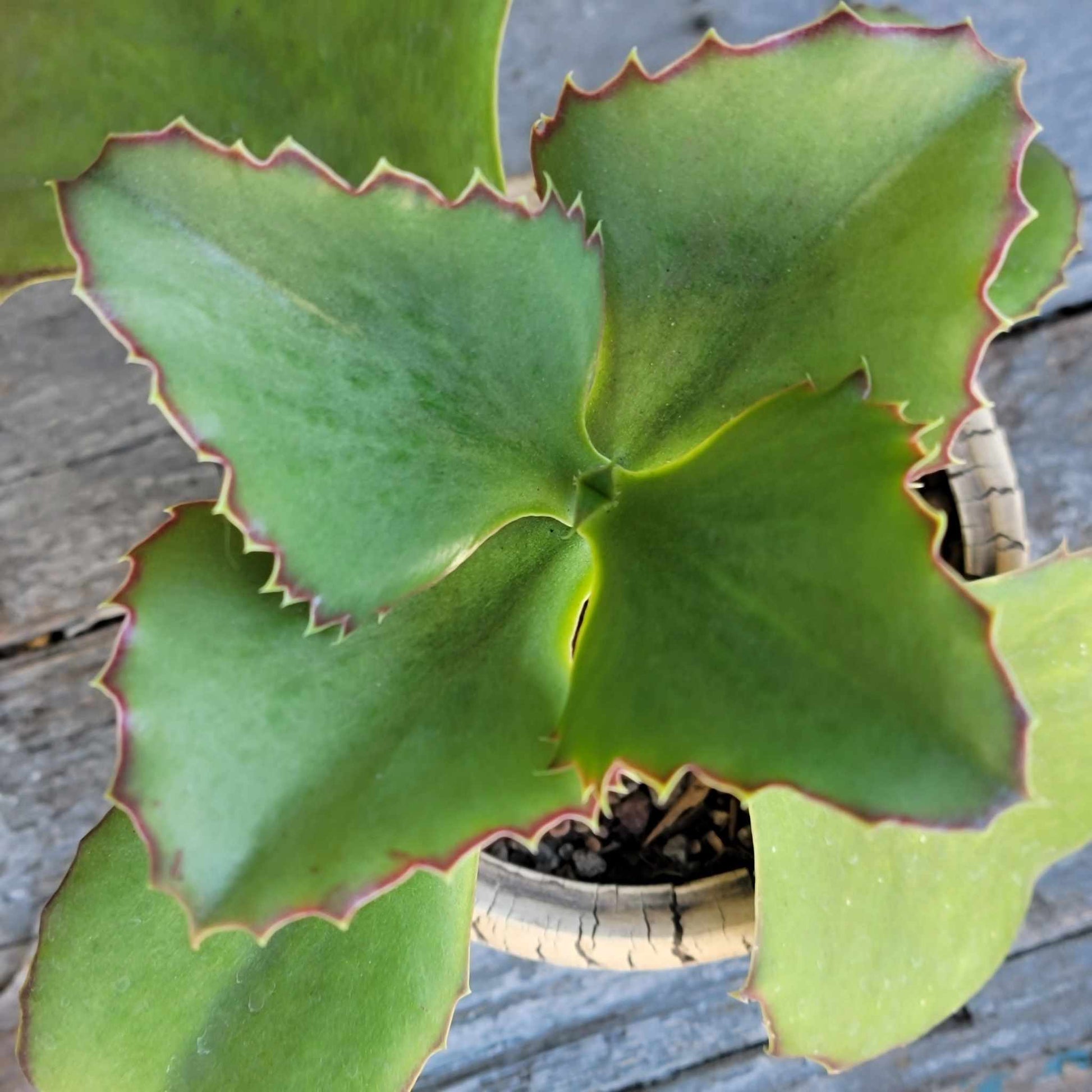 walking succulent Kalanchoe synsepala - Walking Kalanchoe