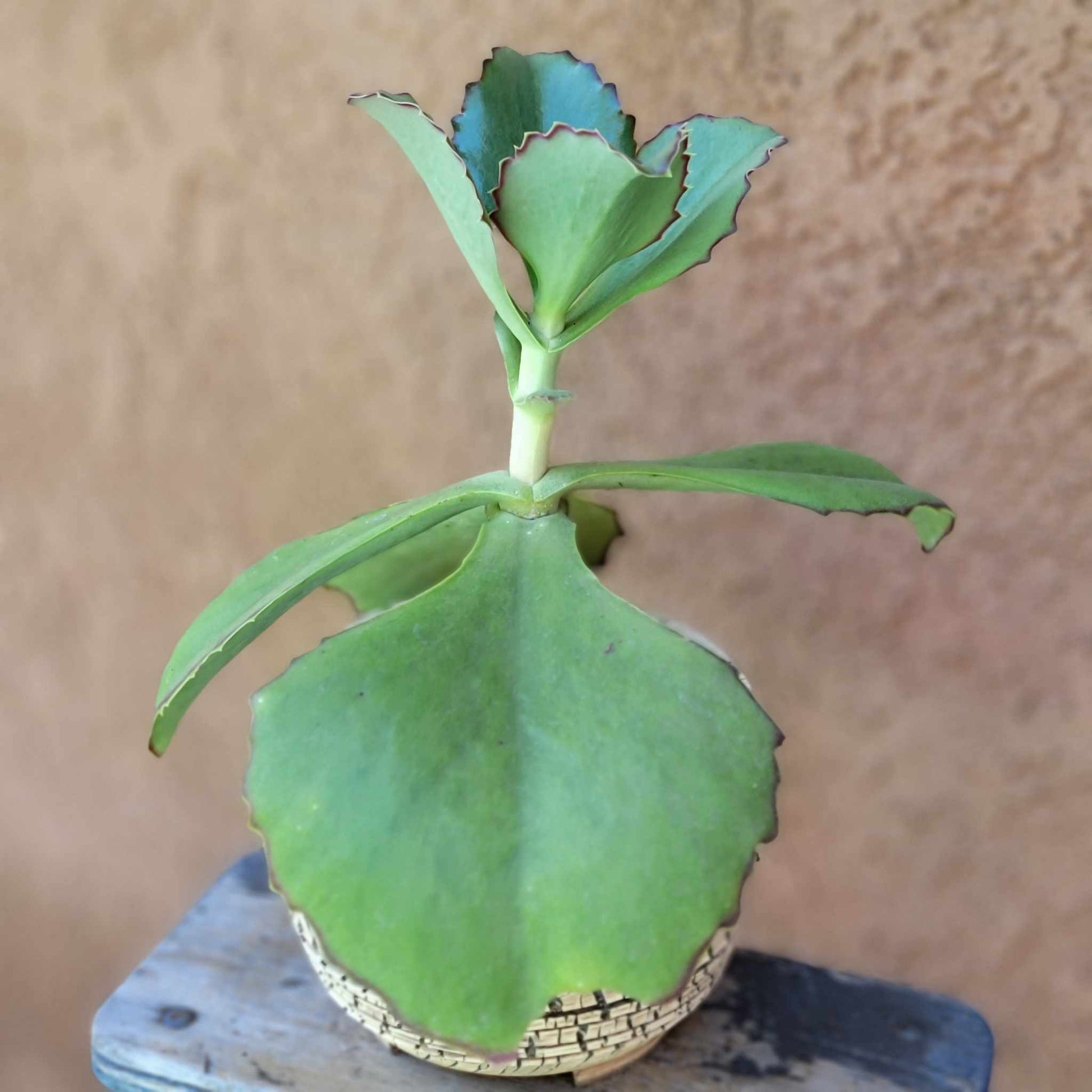 walking succulent Kalanchoe synsepala - Walking Kalanchoe