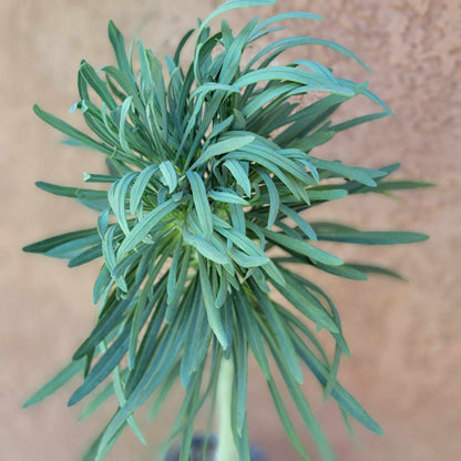 Kleinia neriifolia - Seecio Kleinia - Mermaid Legs - Over 20" Tall!