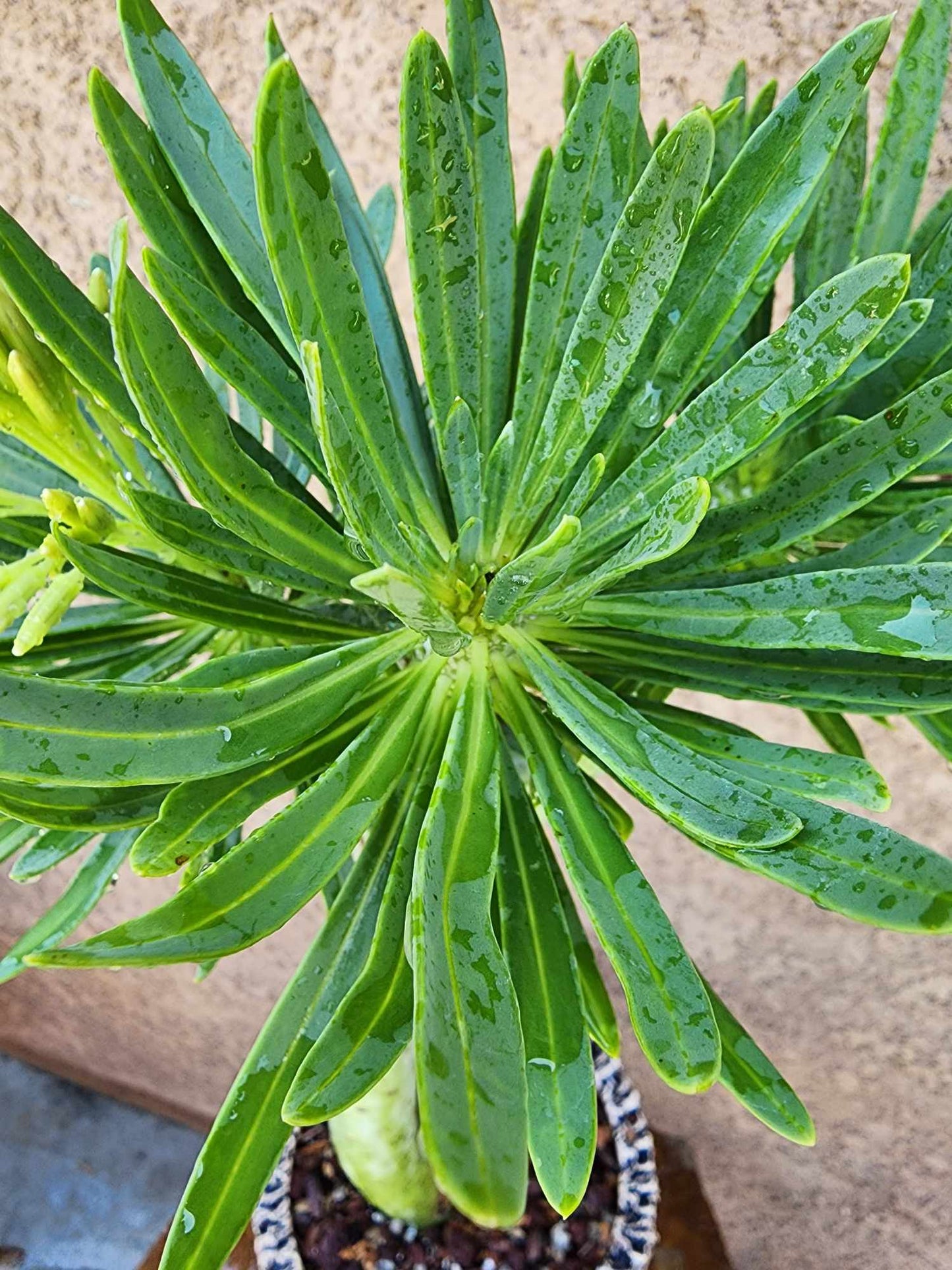 Kleinia neriifolia - Senecio Kleinia - Mermaid Legs - 17" Tall!