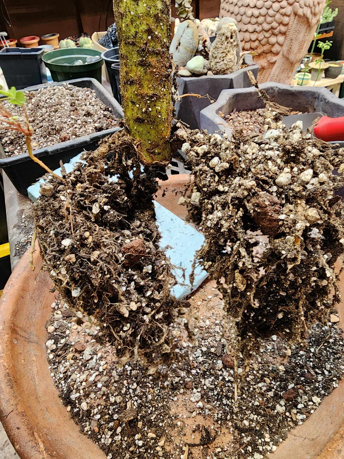 Kleinia neriifolia - Senecio Kleinia - Mermaid Legs - 17" Tall!