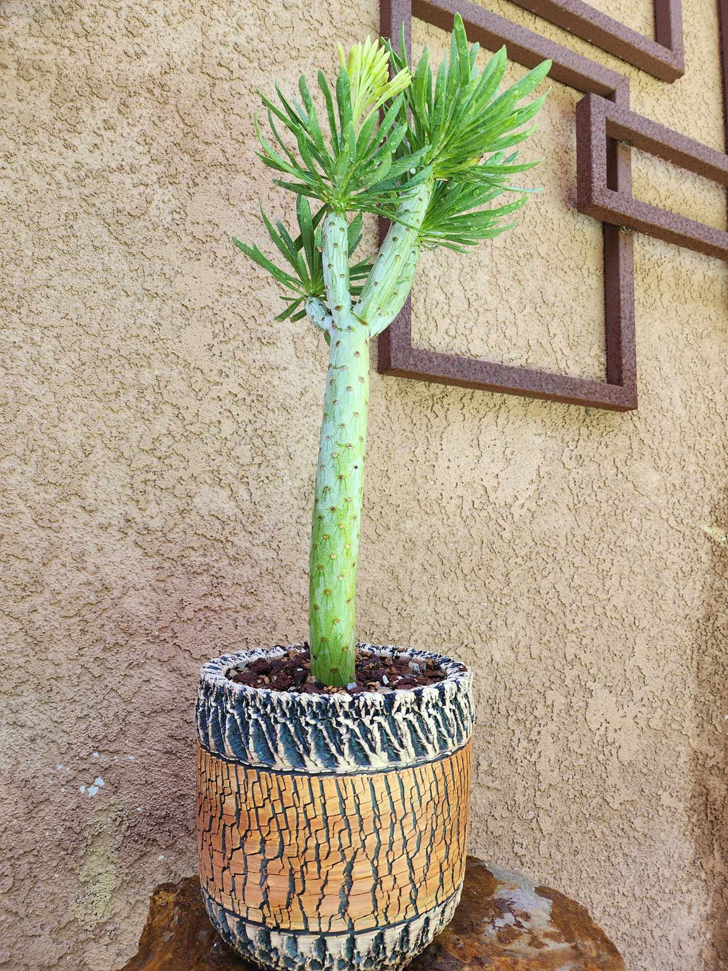 Kleinia neriifolia - Senecio Kleinia - Mermaid Legs - 17" Tall!