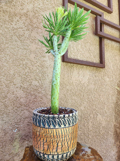 Kleinia neriifolia - Senecio Kleinia - Mermaid Legs - 17" Tall!