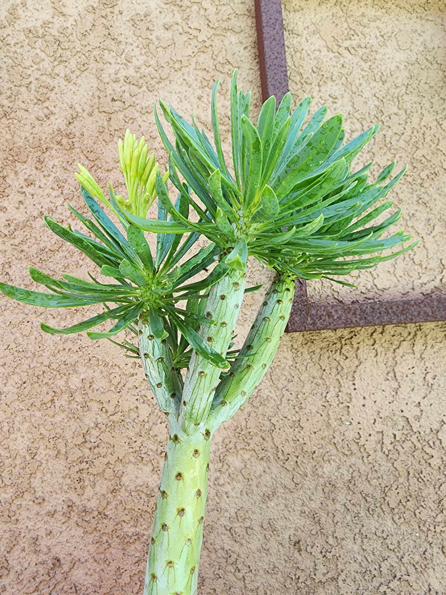 Kleinia neriifolia - Senecio Kleinia - Mermaid Legs - 17" Tall!
