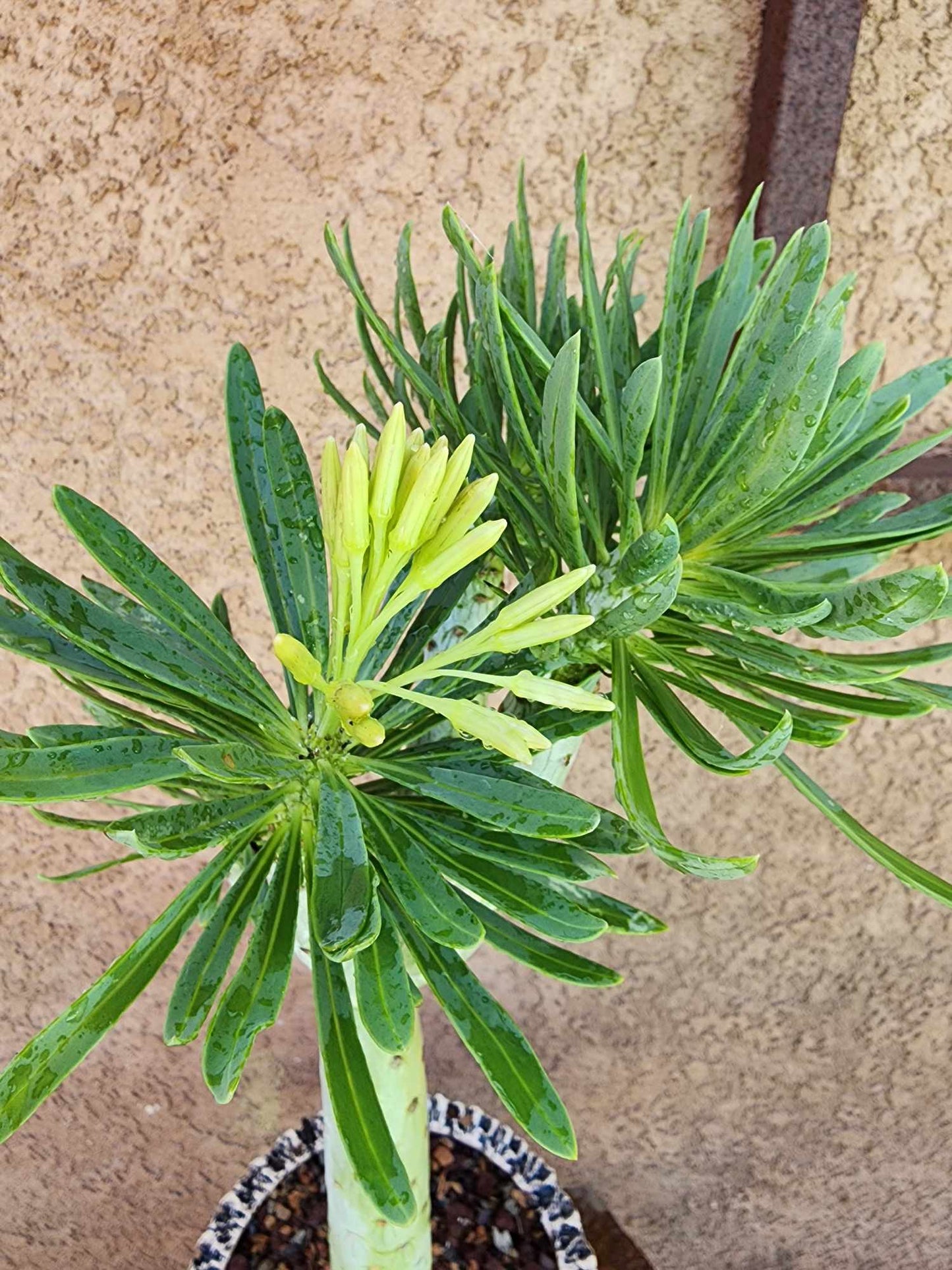 Kleinia neriifolia - Senecio Kleinia - Mermaid Legs - 17" Tall!