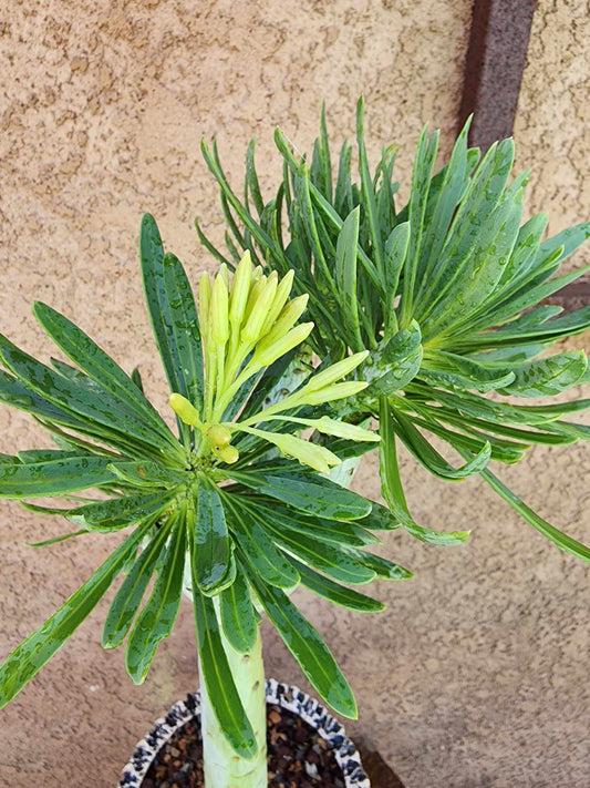 Kleinia neriifolia - Senecio Kleinia - Mermaid Legs - 17" Tall!