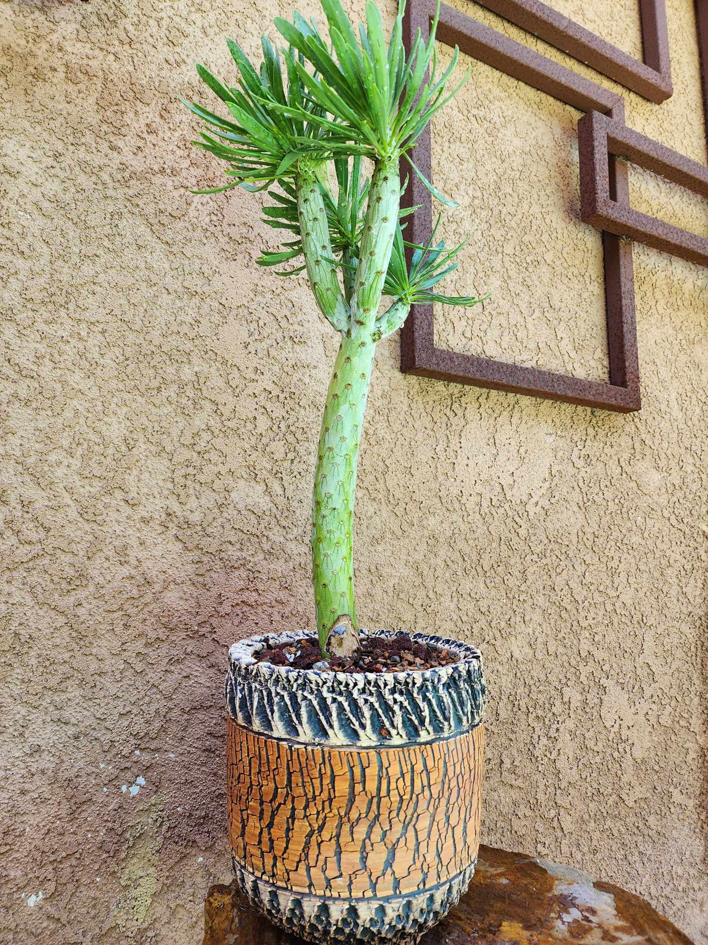 Kleinia neriifolia - Senecio Kleinia - Mermaid Legs - 17" Tall!