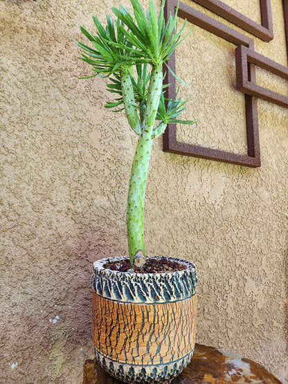 Kleinia neriifolia - Senecio Kleinia - Mermaid Legs - 17" Tall!