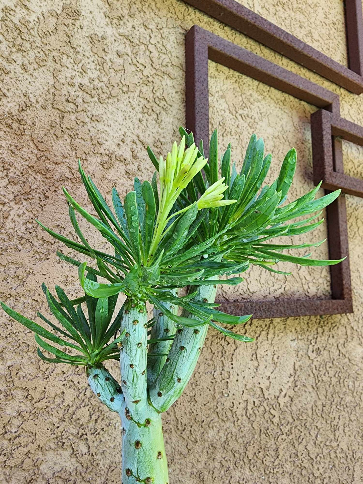 Kleinia neriifolia - Senecio Kleinia - Mermaid Legs - 17" Tall!