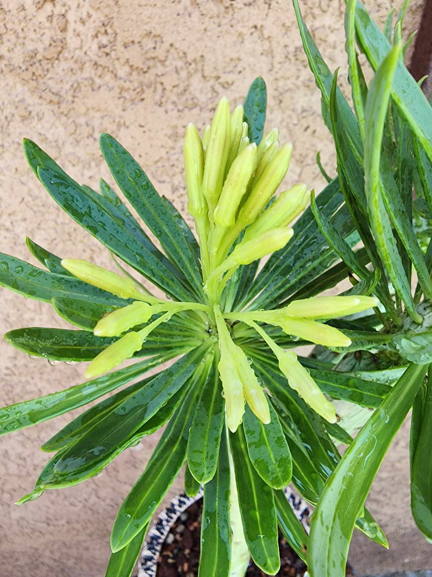 Kleinia neriifolia - Senecio Kleinia - Mermaid Legs - 17" Tall!