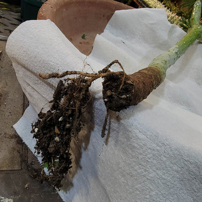 Kleinia neriifolia - Senecio Kleinia - Mermaid Legs - Over 17" Tall!