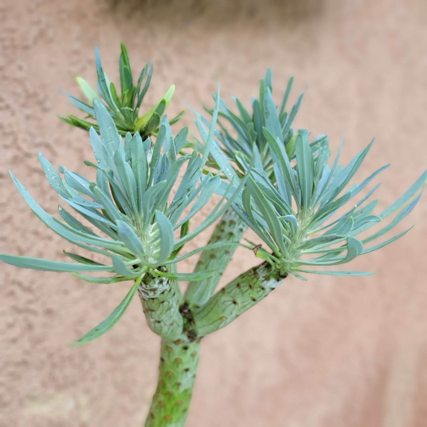 Kleinia neriifolia - Senecio Kleinia - Mermaid Legs - Over 17" Tall!