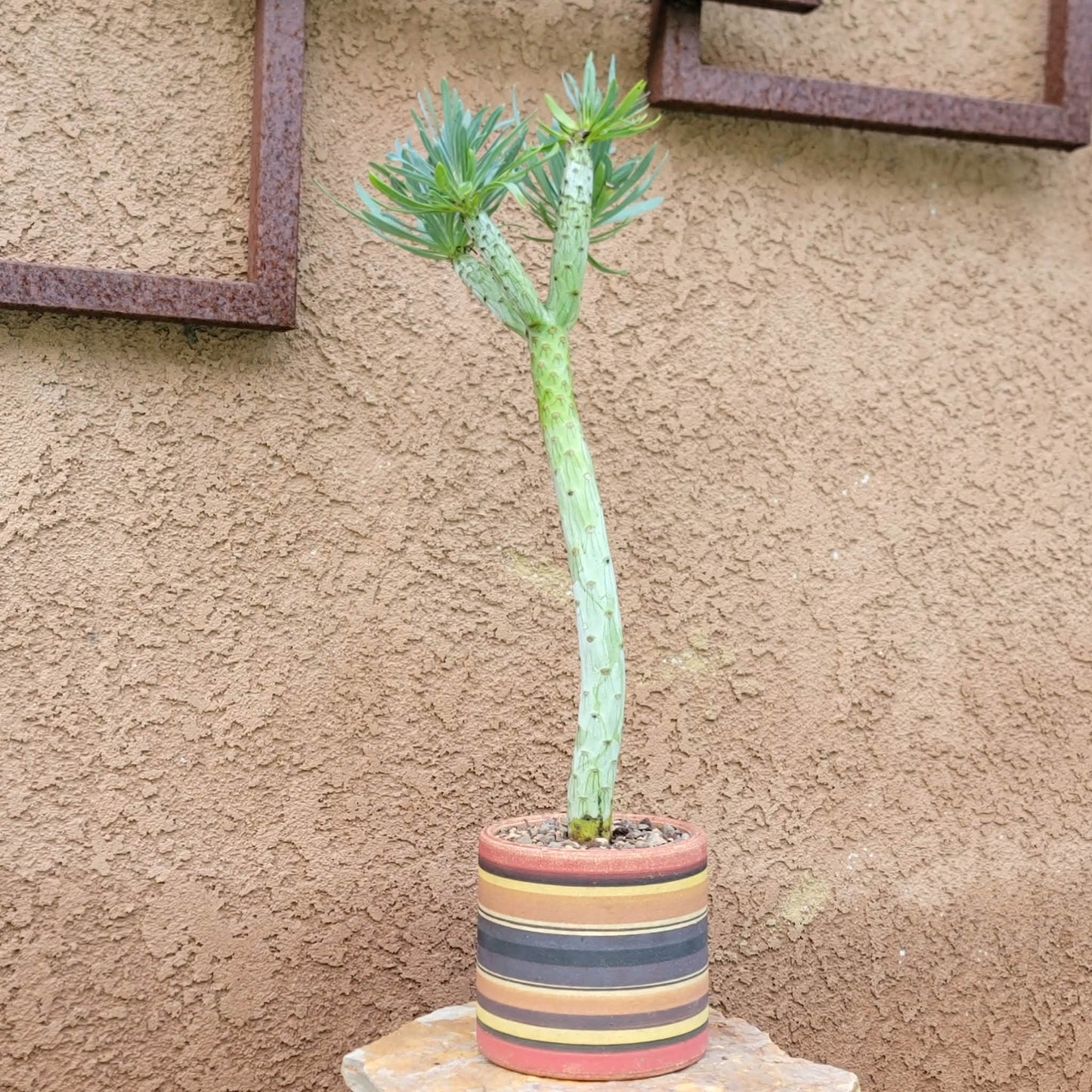 Kleinia neriifolia - Senecio Kleinia - Mermaid Legs - Over 17" Tall!